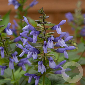 Salvia Salgoon Lake Como GM C6L