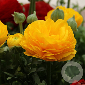 Ranunculus Geel/ Yellow verpakt per 100