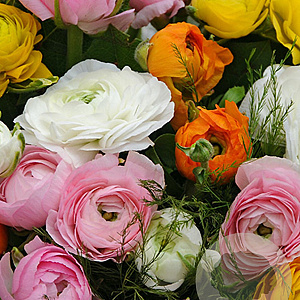 Ranunculus Mix verpakt per 100