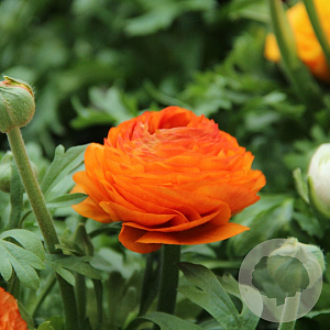 Ranunculus Oranje/ Orange verpakt per 100