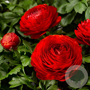 Ranunculus Rood/ Red verpakt per 100