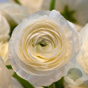 Ranunculus Wit/ White verpakt per 100