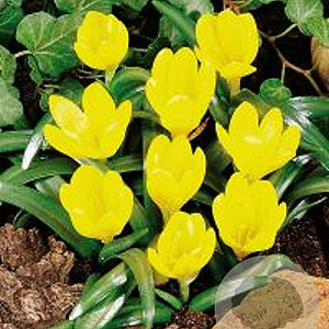 Stenbergia lutea 10-12 cm verpakt per 50