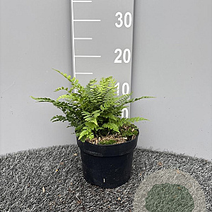 Polystichum aculeatum GM 2,0L