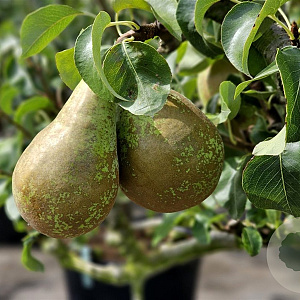 Pyrus Gemengd 12-14 HO draadkluit 3 X verplant