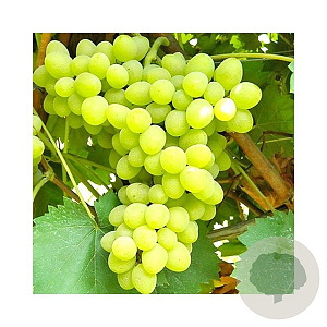 Vitis 'Angela' GM cont. 60L 5 etages HAAGVORM