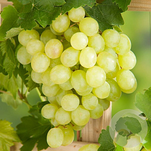 Vitis 'Bianca' GM cont. 60L 5 etages HAAGVORM