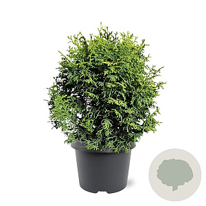 Chamaecyparis o. 'Melody' 20-25 cm 3,0L