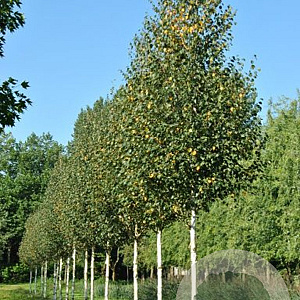 Betula albosinensis 175-200 cm draadkluit meerstammig
