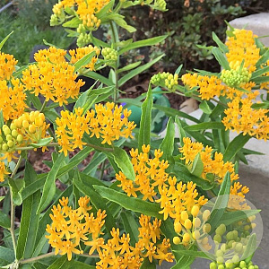 Asclepias tub. 'Hello Yellow' GM P9 BIO