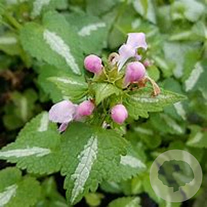 Lamium mac. 'Shell Pink' GM P9 BIO