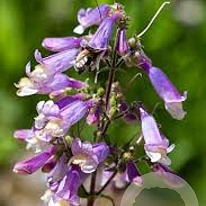 Penstemon hirsutus 'Pygmaeus' GM P9 BIO