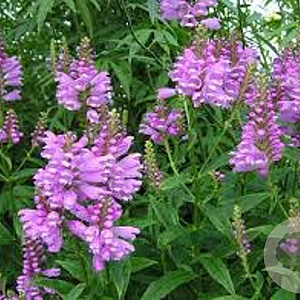 Physostegia v. 'Bouquet Rose' GM P9 BIO