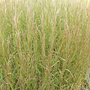 Schizachyrium sc. 'Caïro' GM P9 BIO