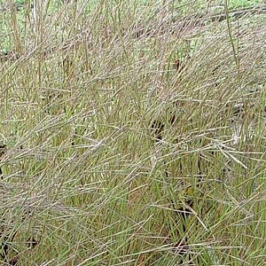 Schizachyrium scoparium 'Wildwest' GM P9 BIO