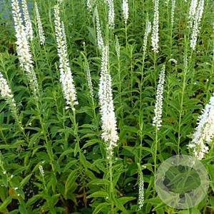 Veronica longif. 'Schneeriesin' GM P9 BIO