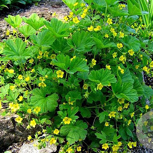 Waldsteinia geoides GM P9 BIO