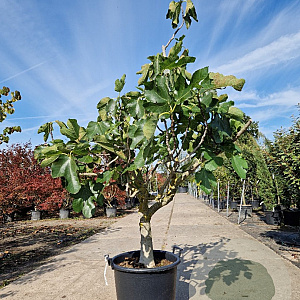 Ficus carica 150-175 cm container 