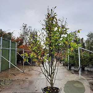 Magnolia 'Wada's Memory' 250-300 cm cont. 95L