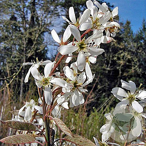 Amelanchier grand. 'Forest Prince' 250-300 cm 15L