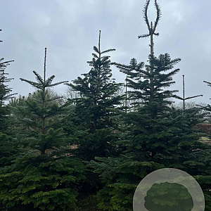 Abies amabilis 200-250 cm draadkluit solitair