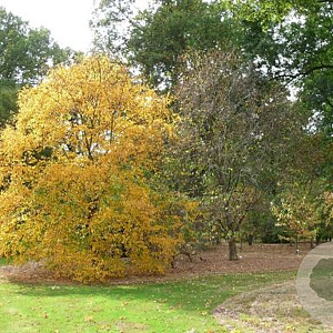 Betula alleghaniensis 10-12 HO draadkluit
