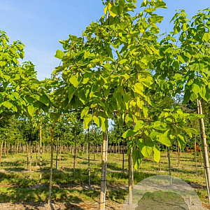 Catalpa bignonioides 'Aurea' 18-20 HO draadkluit 220 cm stam LEIVORM