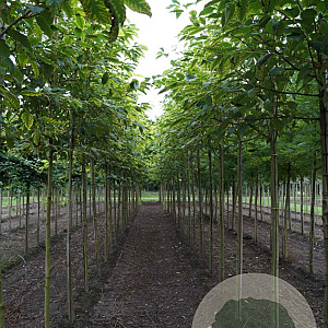 Halesia carolina 10-12 HO draadkluit
