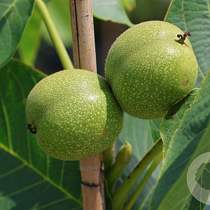 Juglans r. 'Nr 139' 6-8 HO draadkluit