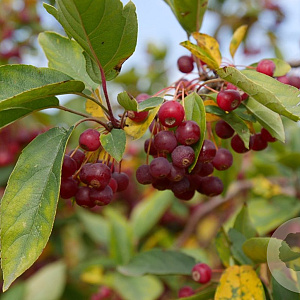 Malus toringo 'Sargent's Elegant' 4-6 HO 10L