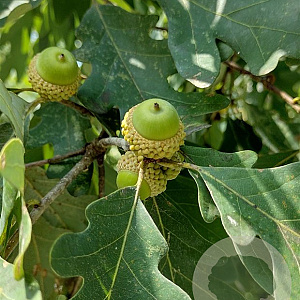 Quercus alba 6-8 HO draadkluit