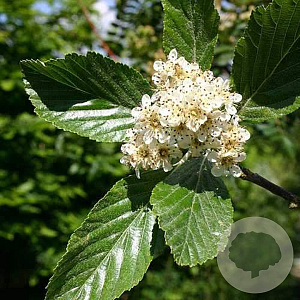 Sorbus aria 'Majestica' 10-12 HO draadkluit