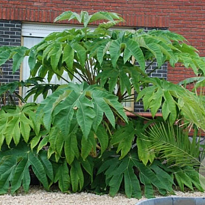 Tetrapanax papyrifer 100-125 cm 10L struik