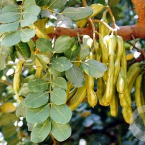 Ceratonia siliqua 125-150 cm 5,0L