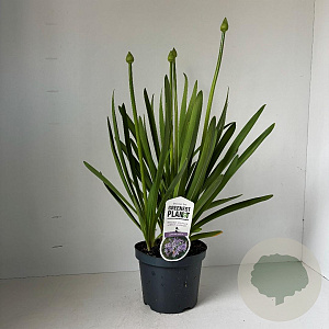 Agapanthus 'Sunfield' 30-40 cm 3,5L