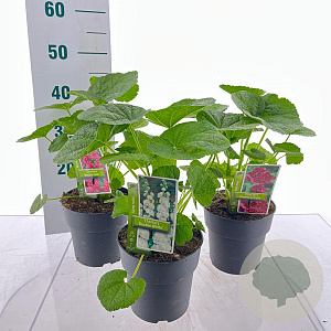 Alcea Gemengd 20-25 cm P17