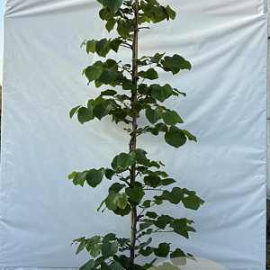 Cercis can. 'Traveller' 175-200 cm 10L geveerd