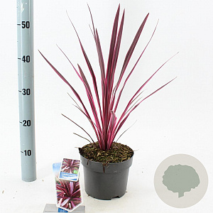 Cordyline 'Paso Doble' 30-40 cm 3,0L