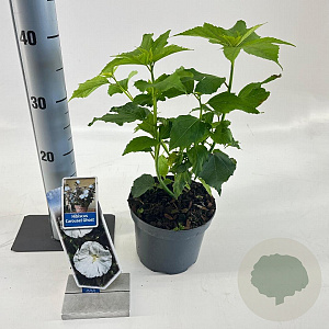 Hibiscus m. Carousel Ghost 30-40 cm 2,0L