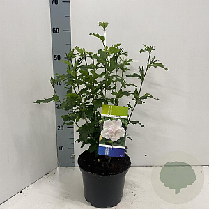Hibiscus syr. 'Admiral Dewey' 40-50 cm 3,0L