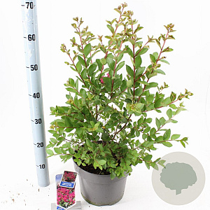 Lagerstroemia i. With Love Kiss 30-40 cm 5,0L