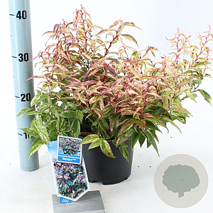 Leucothoe f. 'Makijaz' 20-25 cm 2,0L