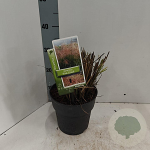 Miscanthus sin. Pink Cloud 30-40 cm 2,0L