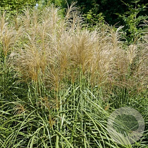 Miscanthus sin. 'Vanilla Sky' 30-60 cm 2,0L