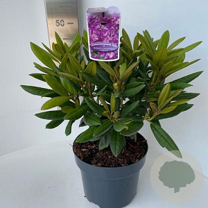 Rhododendron (Y) 'B. Lupin. Laguna' 30-40 cm 5,0L