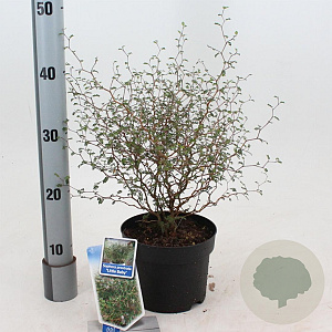 Sophora 'Little Baby' 25-30 cm 2,0L