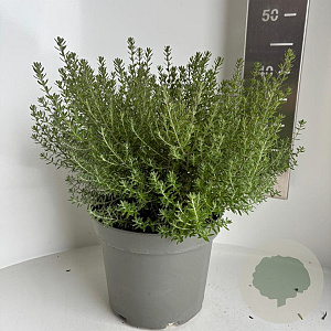 Westringia fruticosa 30-35 cm 5,0L