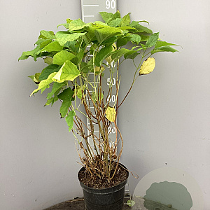 Hydrangea a. 'Annabelle' 50-60 cm 7,5L