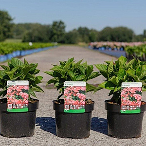 Hydrangea m. 'Kardinal' 25-30 cm 3,5L