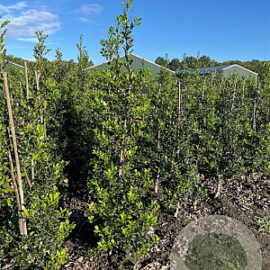 Ilex aquifolium 150-175 cm met kluit